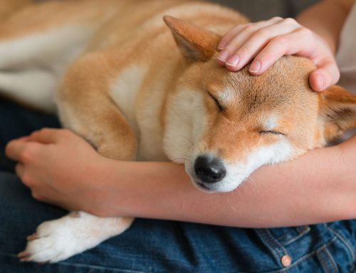 Compassionate Care Beyond the Exam Room: Our Philosophy at Family Veterinary Care of Oakdale