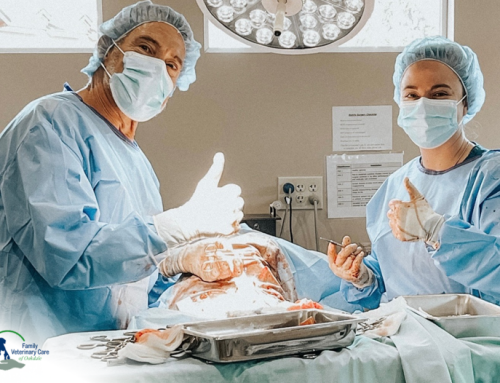 When Is Surgery Necessary for Pets? Signs, Conditions, and What to Expect