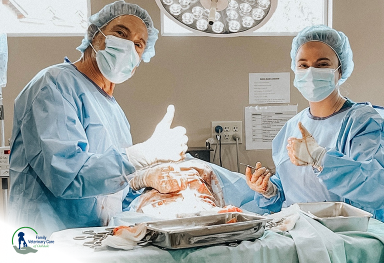 Pet Surgery