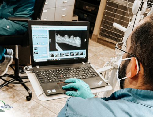 Why Professional Pet Dental Cleaning Services Are Essential for Your Pet’s Health