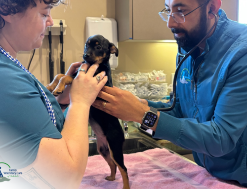 What Happens During a Full Pet Wellness Checkup? Step-by-Step Guide