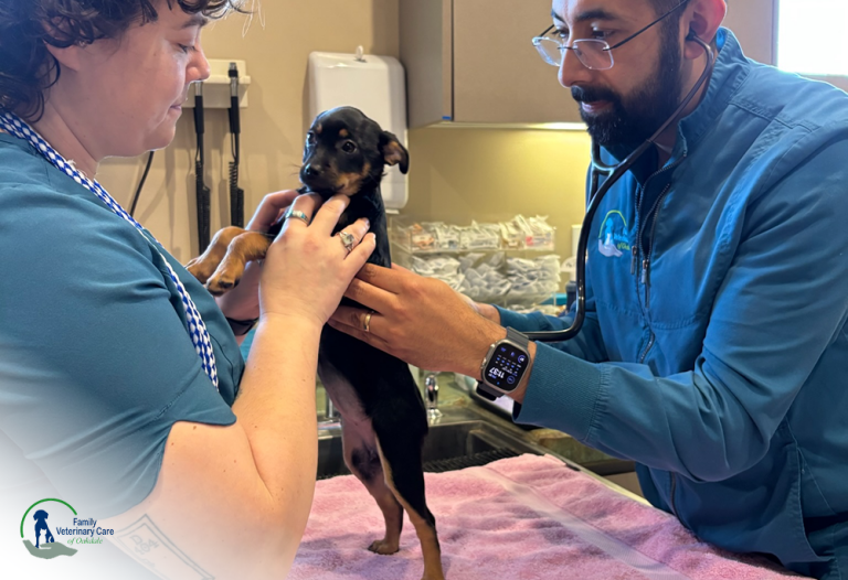 Pet wellness checkup