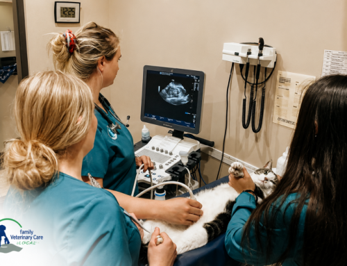 How Diagnostic Imaging Supports Early Disease Detection in Pets