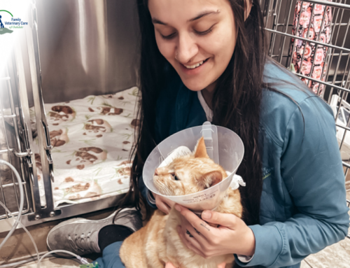 Ask a Vet: Everything You Need to Know About Dog and Cat Orthopedic Surgery