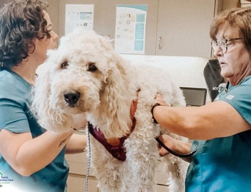 Why Senior Pets Need More Vet Visits: A Complete Guide for Pet Owners