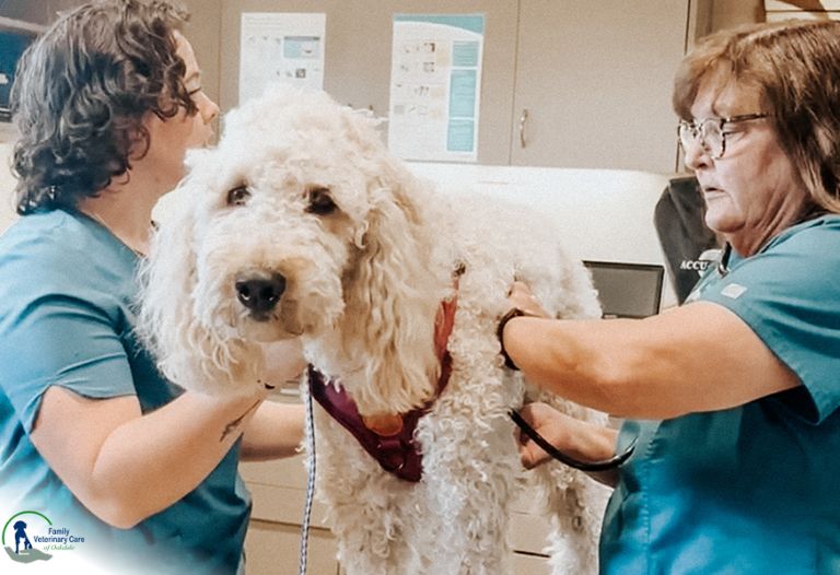 Senior Pets Care